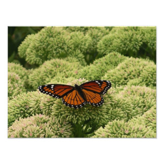 Mariposa Viceroy Hermosa Fotografía de la Naturale