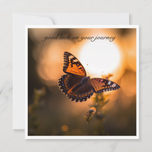 Mariposa volando hacia la puesta de sol, personali