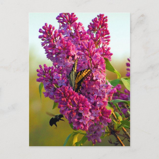 Mariposa y abeja en la postal Lilac (Anverso)