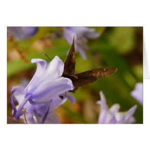 Mariposa y Bluebells
