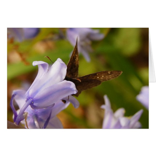 Mariposa y Bluebells (Anverso (Horizontal))