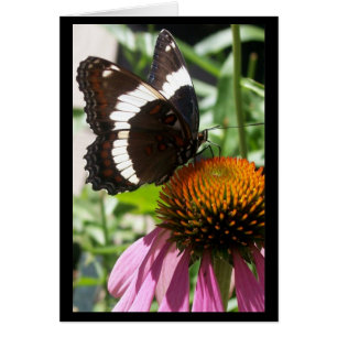 Mariposa y Echinacea