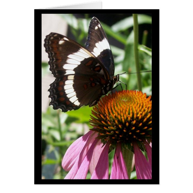 Mariposa y Echinacea (Frente)