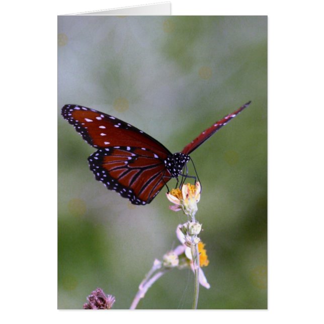 Mariposa y flor (Frente)
