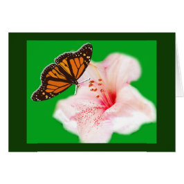 mariposa y flor