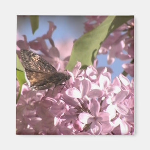 Mariposa y imán Lilac