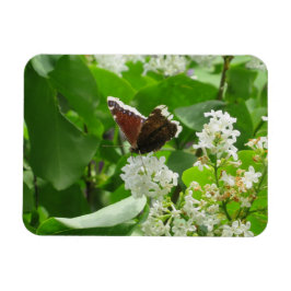 Mariposa y imán Lilac de primavera