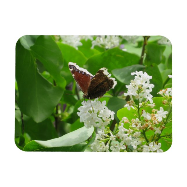 Mariposa y imán Lilac de primavera (Horizontal)