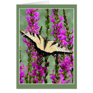 Mariposa y lucha púrpura