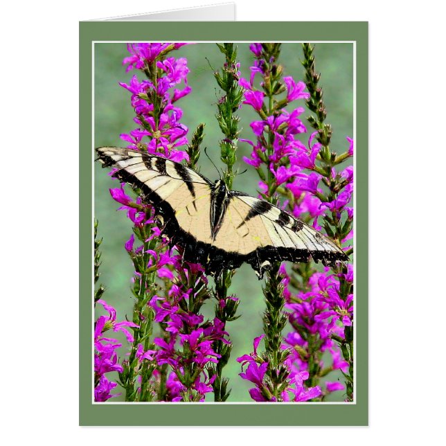 Mariposa y lucha púrpura (Frente)
