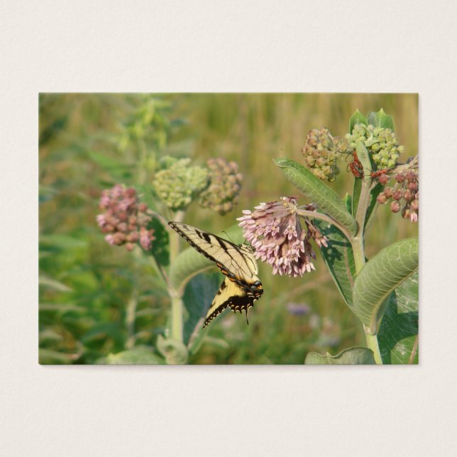 Mariposa y Milkweed (Frente)