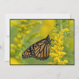 Mariposa y Ragweed - Tarjeta de saludo plana