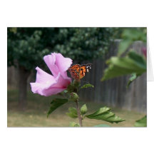 Mariposa y Rosa de Sharon