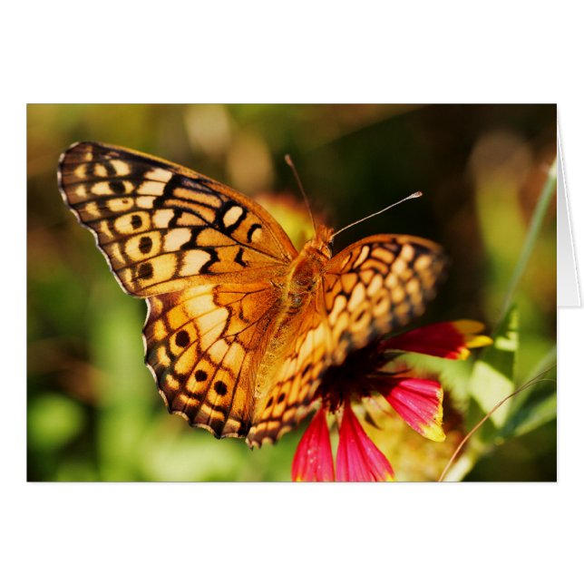 Mariposa y Wildflower (Anverso (Horizontal))