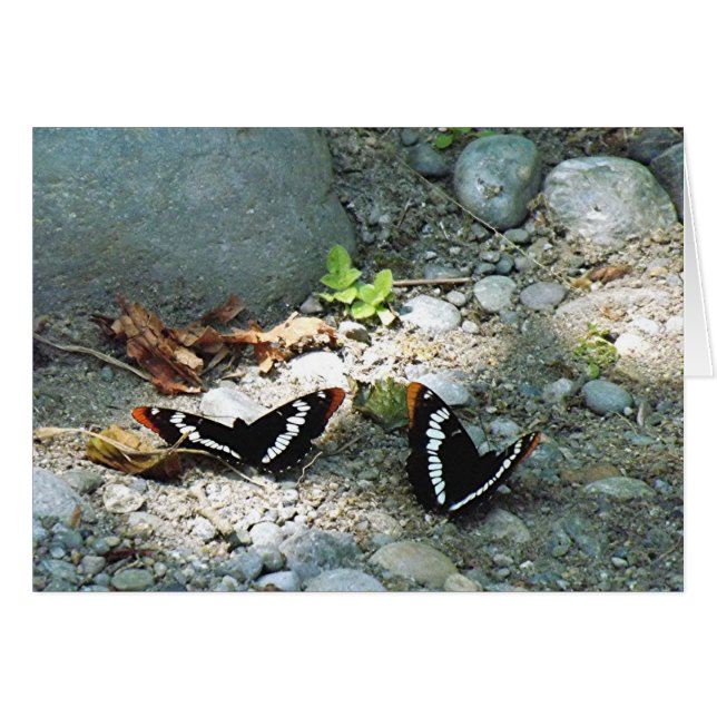 Mariposas (Anverso (Horizontal))