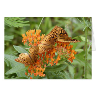 mariposas