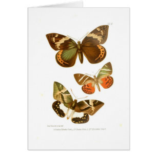 Mariposas
