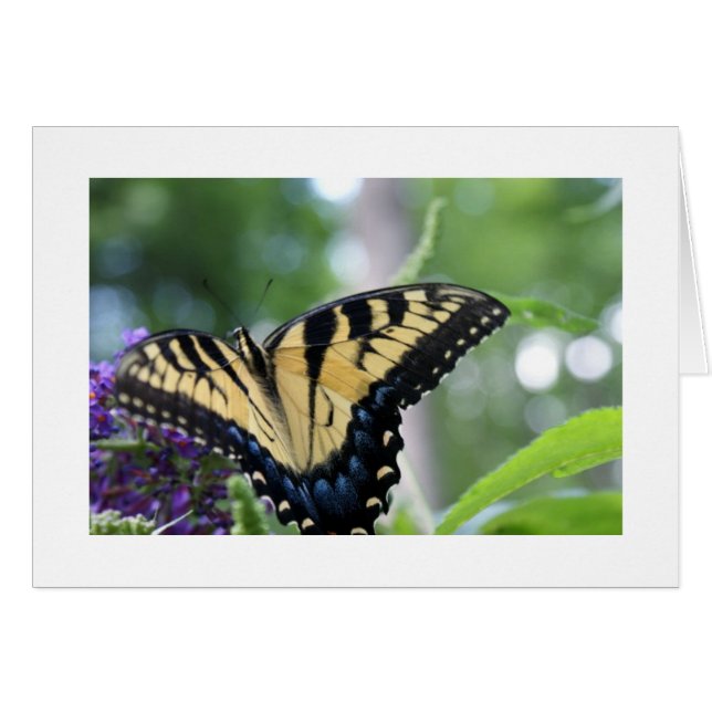 Mariposas (Anverso (Horizontal))