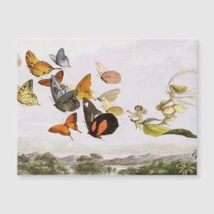Mariposas antiguas y arte de Ilustracion antiguo