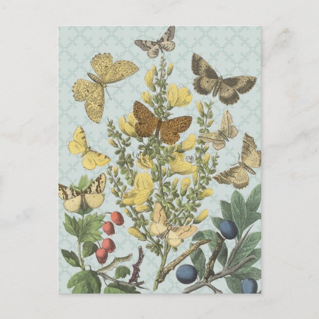 Mariposas botánicas vintage... postal (Anverso)