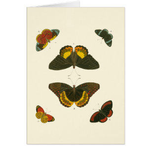 Mariposas brillantes por Pieter Cramer