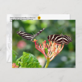 Mariposas cebra longwing, FL - postal