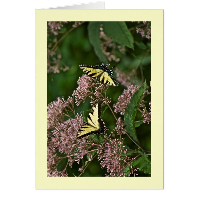 Mariposas de cola de toro de tigre en Joe Pye Weed (Frente)