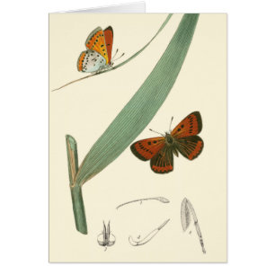 Mariposas de colores fluyen alrededor de una hoja