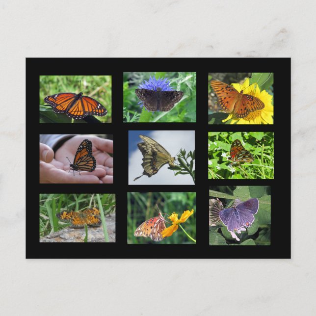 Mariposas de la postal de Carolina del Sur (Anverso)