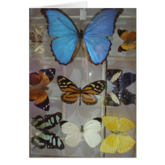 Mariposas de Panamá