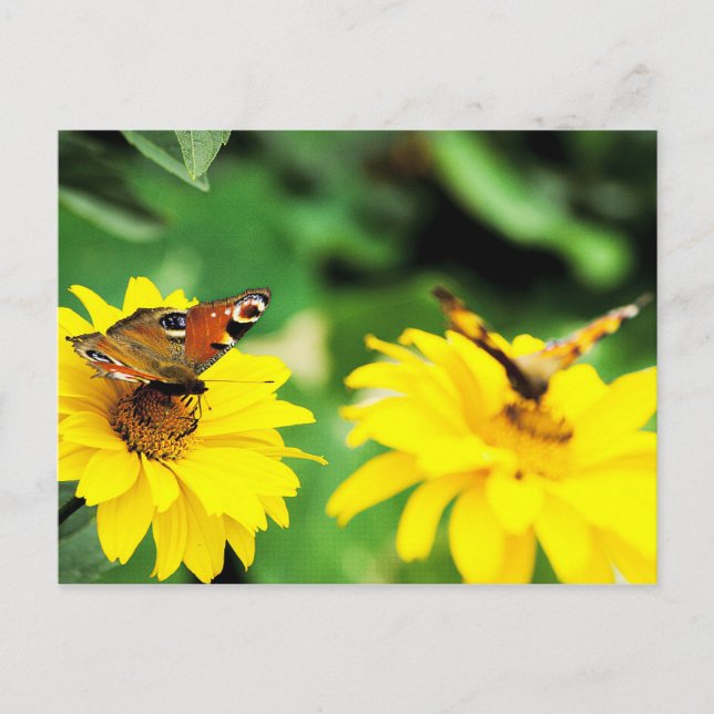 Mariposas de pavo real - Postal (Anverso)