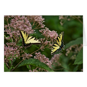 Mariposas de Swallowtail del tigre en la mala