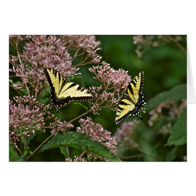 Mariposas de Swallowtail del tigre en la mala (Anverso (Horizontal))