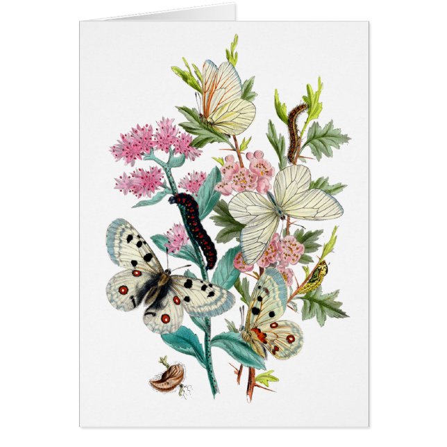 Mariposas de verano (Frente)