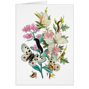 Mariposas del verano