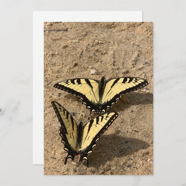 Mariposas en la tarjeta de vacaciones plana de la  (Anverso / Reverso)