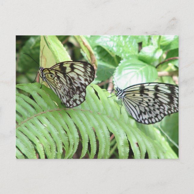 Mariposas en la tarjeta postal Fern (Anverso)