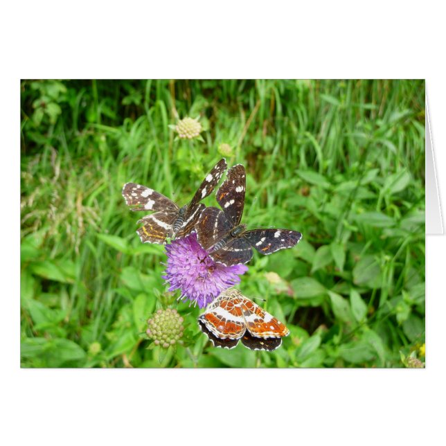 Mariposas en un ladrillo (Anverso (Horizontal))