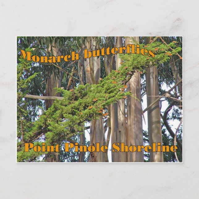 Mariposas monarca en Point Pinole - Tarjeta postal (Anverso)