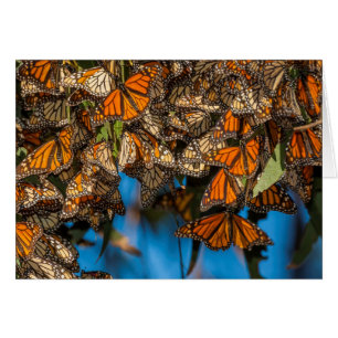 Mariposas monarca migratorias se aferran a las hoj