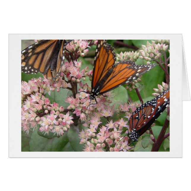 Mariposas monarcas (Anverso (Horizontal))