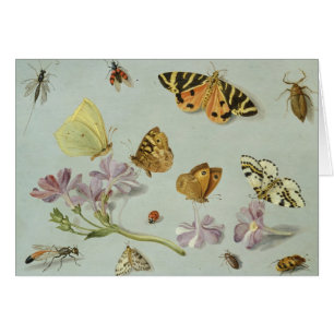 Mariposas, polillas y otros insectos