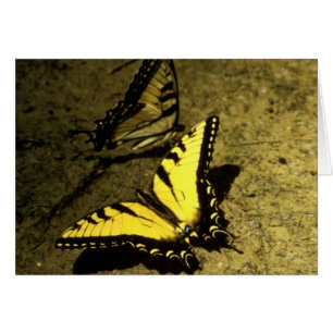 Mariposas Tiger Swallowtail