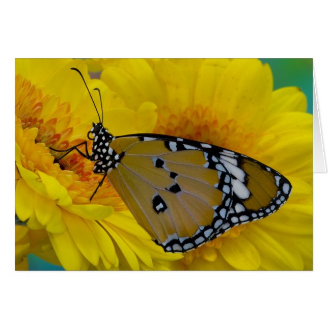 Mariposas Tropicales (Anverso (Horizontal))