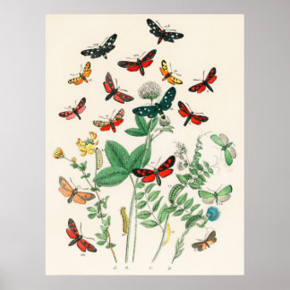 Mariposas y flores decoración de paredes antiguas