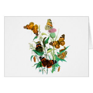 Mariposas y silbidos