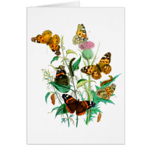 Mariposas y silbidos
