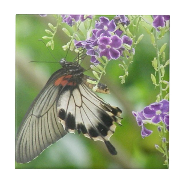 Mariposas y teja de las flores (Frente)