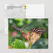Mariposas Zebra Longwing, FL – postal
