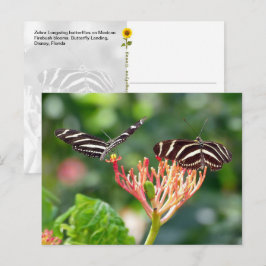 Mariposas Zebra Longwing, FL – postal
